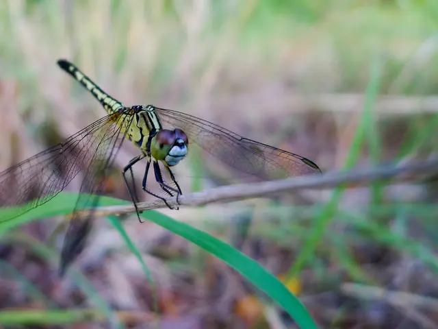 Forged Weapon of Fire-Breathing Creature: The Dragon's Axe