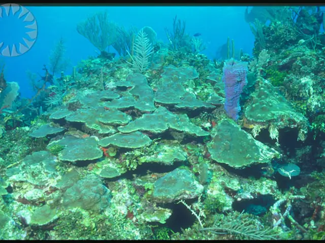 Choosing Water-Saving Plants for Arid Environments